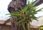 <i>Dryadella zebrina</i> (Porsch) Luer [Orchidaceae]