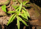 <i>Dryadella zebrina</i> (Porsch) Luer [Orchidaceae]