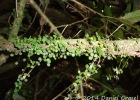 <i>Peperomia delicatula</i> Henschen [Piperaceae]