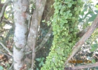 <i>Peperomia delicatula</i> Henschen [Piperaceae]