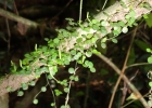 <i>Peperomia delicatula</i> Henschen [Piperaceae]