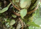 <i>Microgramma squamulosa</i> (Kaulf.) de la Sota [Polypodiaceae]