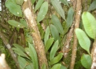 <i>Microgramma squamulosa</i> (Kaulf.) de la Sota [Polypodiaceae]