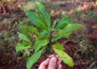 <i>Myrsine coriacea</i> (Sw.) R.Br. [Primulaceae]