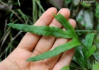 <i>Pleopeltis pleopeltifolia</i> (Raddi) Alston [Polypodiaceae]