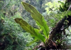 <i>Niphidium rufosquamatum</i> Lellinger [Polypodiaceae]