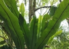 <i>Niphidium rufosquamatum</i> Lellinger [Polypodiaceae]