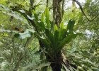 <i>Niphidium rufosquamatum</i> Lellinger [Polypodiaceae]