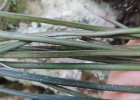 <i>Vittaria lineata</i> (L.) J. Smith [Vittariaceae]