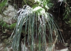 <i>Vittaria lineata</i> (L.) J. Smith [Vittariaceae]