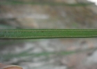 <i>Vittaria lineata</i> (L.) J. Smith [Vittariaceae]