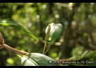 <i>Anthurium scandens</i> (Aubl.) Engl. [Araceae]