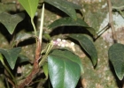 <i>Anthurium scandens</i> (Aubl.) Engl. [Araceae]