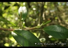 <i>Anthurium scandens</i> (Aubl.) Engl. [Araceae]