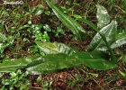<i>Anthurium gaudichaudianum</i> Kunth [Araceae]