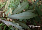 <i>Myrsine coriacea</i> (Sw.) R.Br. [Primulaceae]
