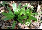 <i>Vriesea vagans</i> L. B. Smith [Bromeliaceae]