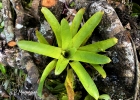 <i>Vriesea vagans</i> L. B. Smith [Bromeliaceae]