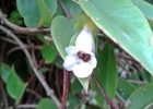<i>Codonanthe gracilis</i> (Mart.) Hanst. [Gesneriaceae]