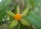 <i>Codonanthe gracilis</i> (Mart.) Hanst. [Gesneriaceae]