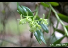 <i>Epidendrum pseudodifforme</i> Schltr. [Orchidaceae]