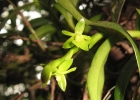 <i>Epidendrum rigidum</i> Jacq. [Orchidaceae]