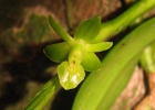<i>Epidendrum rigidum</i> Jacq. [Orchidaceae]