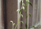 <i>Lanium avicula</i> (Lindl.) Hoehne [Orchidaceae]