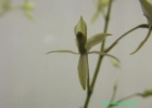 <i>Lanium avicula</i> (Lindl.) Hoehne [Orchidaceae]