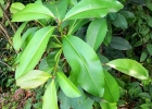 <i>Myrsine parvula</i> (Mez) Otegui [Primulaceae]