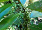 <i>Myrsine parvula</i> (Mez) Otegui [Primulaceae]