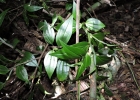 <i>Peperomia alata</i> Ruiz & Pavon [Piperaceae]