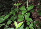 <i>Peperomia pereskiifolia</i> (Jacq.) HBK. [Piperaceae]