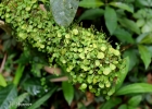<i>Peperomia rotundifolia</i> (L.) HBK. [Piperaceae]