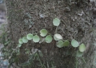 <i>Peperomia rotundifolia</i> (L.) HBK. [Piperaceae]