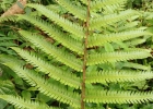 <i>Ctenitis submarginalis</i> (Langsd. & Fisch.) Ching [Dryopteridaceae]