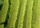 <i>Ctenitis submarginalis</i> (Langsd. & Fisch.) Ching [Dryopteridaceae]