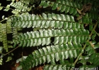 <i>Didymochlaena truncatula</i> (Sw.) J. Sm. [Dryopteridaceae]