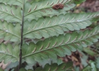 <i>Diplazium cristatum</i> (Desr.) Alston [Woodsiaceae]
