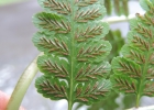 <i>Diplazium herbaceum</i> Fée [Woodsiaceae]