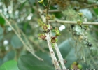 <i>Eugenia pluriflora</i> DC. [Myrtaceae]
