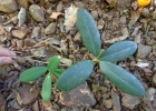 <i>Eugenia pluriflora</i> DC. [Myrtaceae]