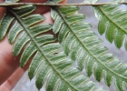<i>Pteris deflexa</i> Link [Pteridaceae]