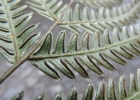 <i>Pteris deflexa</i> Link [Pteridaceae]