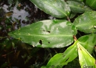 <i>Commelina obliqua</i> Vahl [Commelinaceae]
