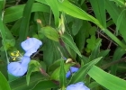 <i>Commelina obliqua</i> Vahl [Commelinaceae]