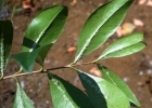 <i>Myrrhinium atropurpureum</i> Schott [Myrtaceae]