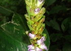 <i>Ctenanthe muelleri</i> Petersen [Marantaceae]
