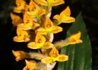 <i>Aspidogyne commelinoides</i> (Barb. Rodr.) Garay [Orchidaceae]