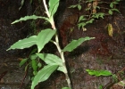 <i>Aspidogyne commelinoides</i> (Barb. Rodr.) Garay [Orchidaceae]